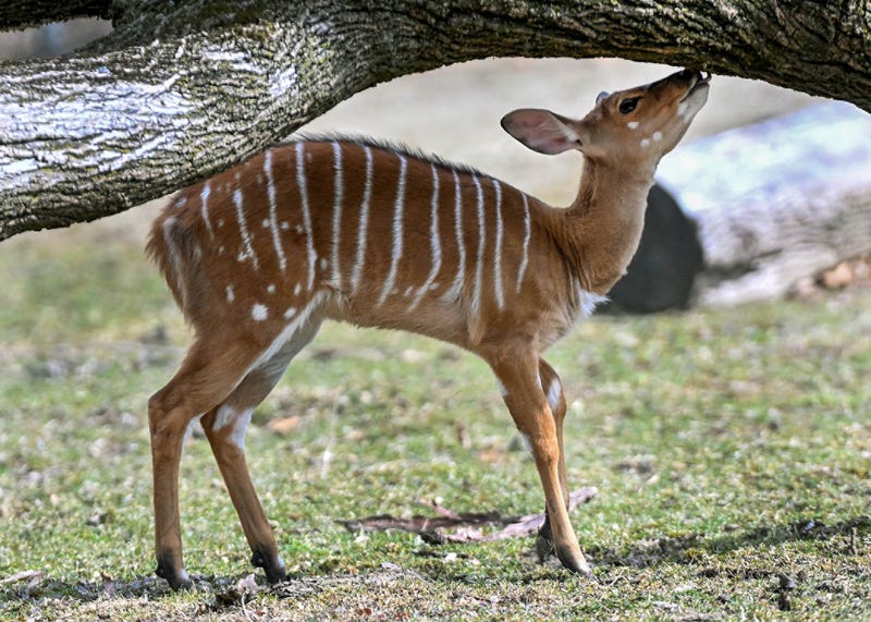 nyala out in the yard