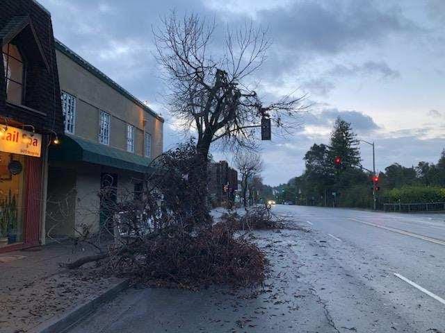 A tree in Oakland knocked down by strong winds, Jan. 27, 2021