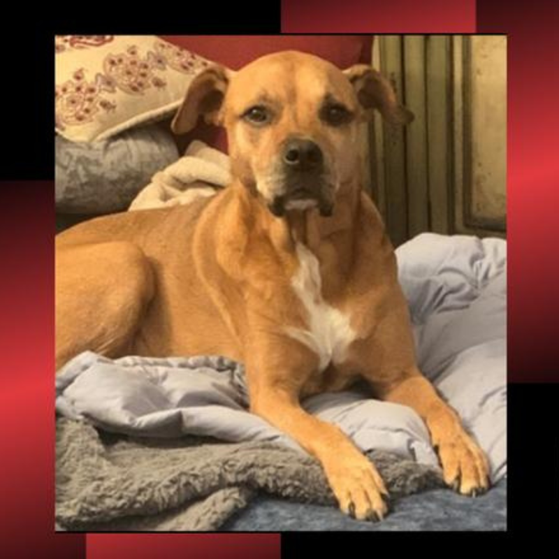 The 11-year-old dog named Drake is a golden pit bull/Rhodesian Ridgeback mix.