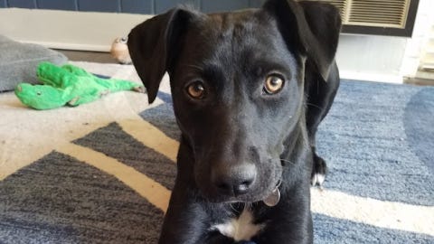 Pet of the Week: Onyx