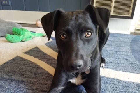 Onyx is a 10-month-old, female Shepard mix. She weighs 46.2 pounds.