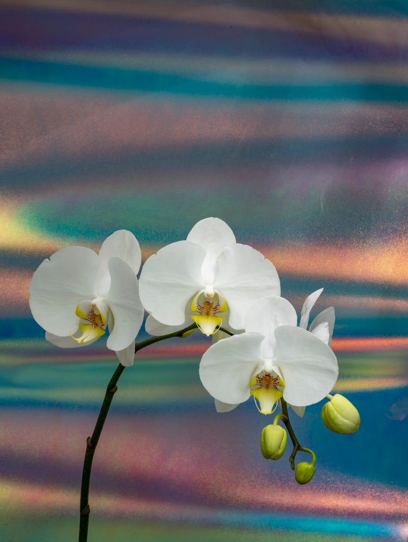 orchids