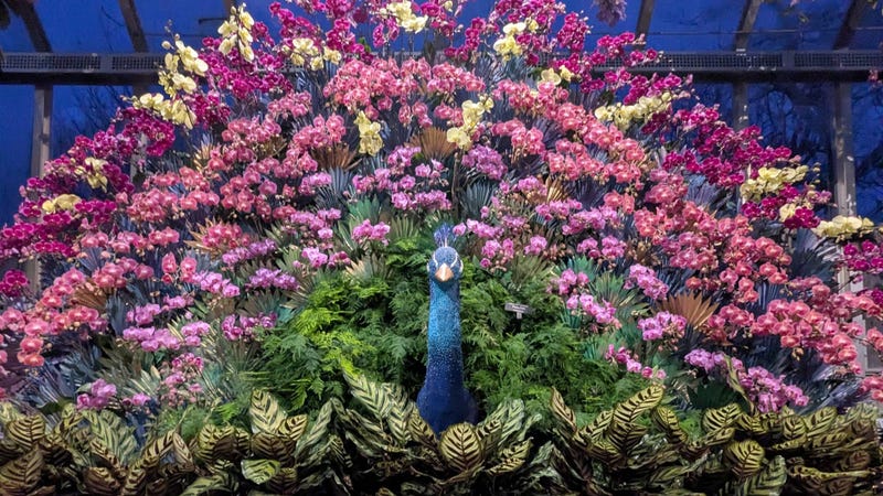Orchid Show
