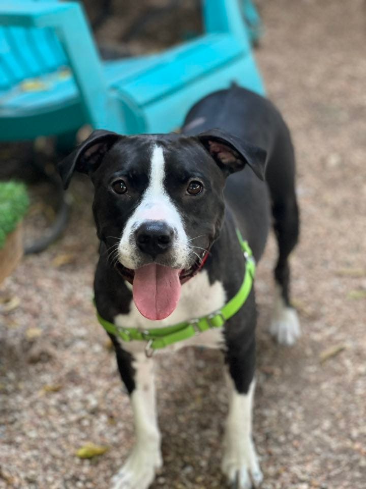 Oreo