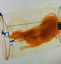 Too many travelers have been leaving their pets inside their travel bags and placing their pets through the X-ray unit.