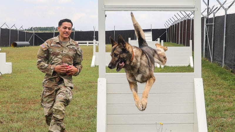 Military Working Dogs provide vital security support in Kosovo