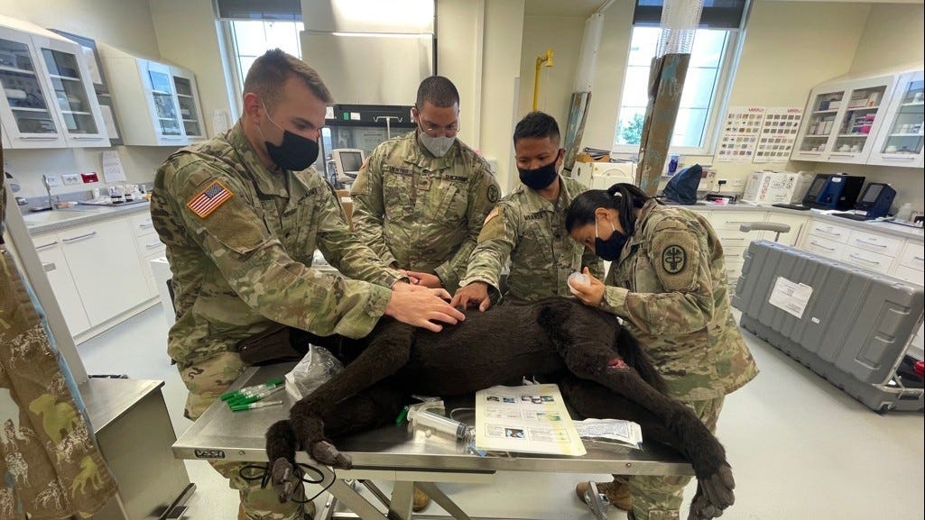 Army vet clinic hosts K9 casualty care course