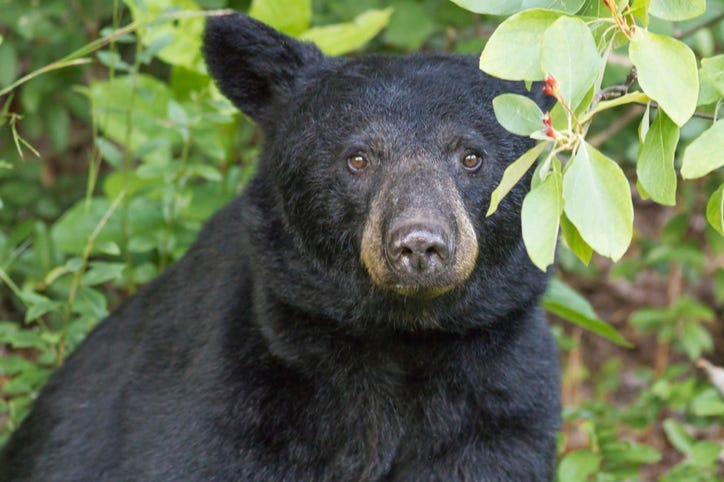 oso