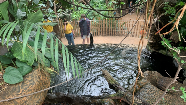 A photo taken from the walkway above the giant otter exhibit at the Dallas World Aquarium. The photograph was taken on Oct. 14, 2021.