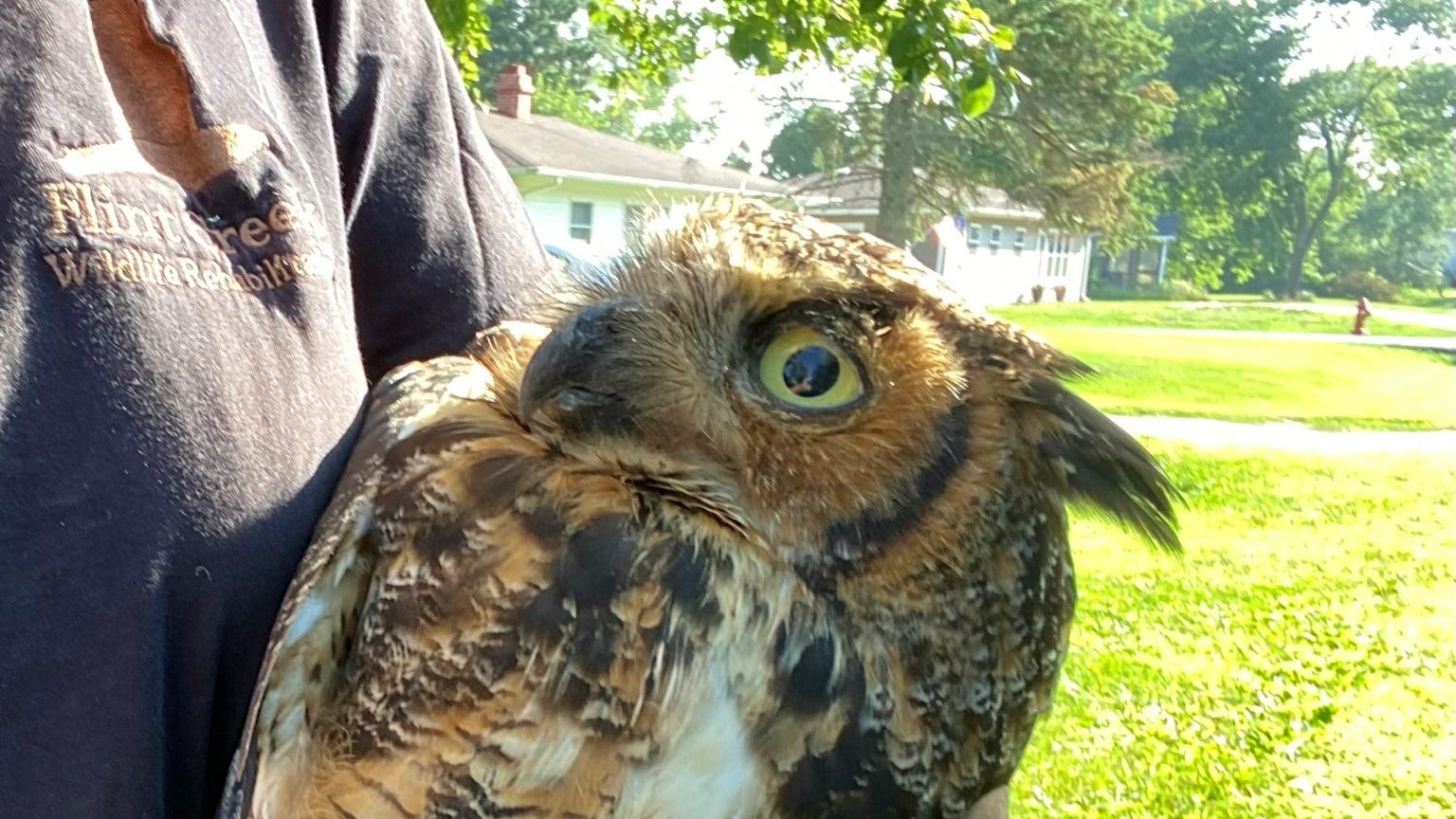 Right in the kisser! Skunk repels owl with direct hit