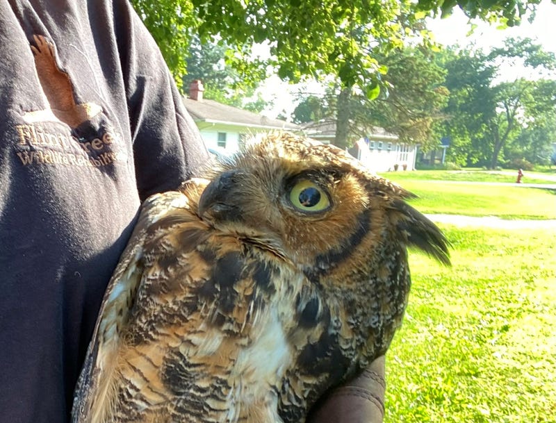 owl in arm of caretaker