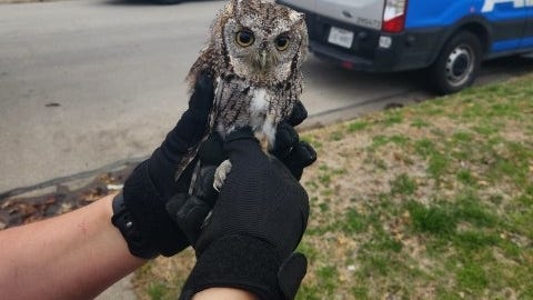 Burleson police, animal shelter help release an owl that got trapped in someone's home