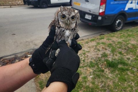 owl trapped in home