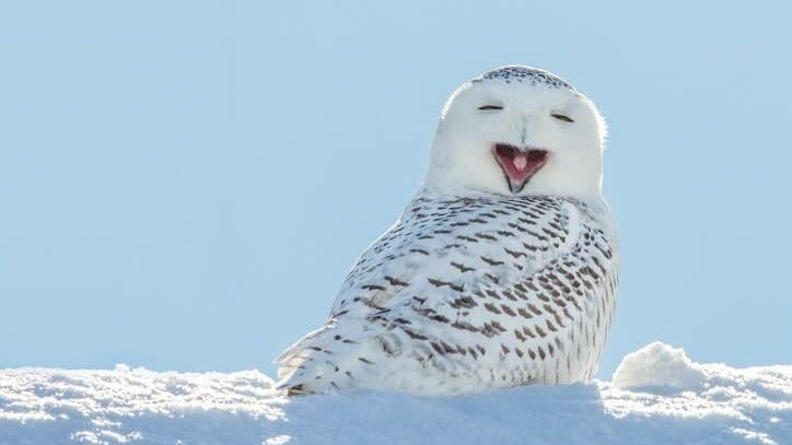 Snowy owls are used to being the predator. But here in Michigan, they can be prey to an odd enemy: Airplanes