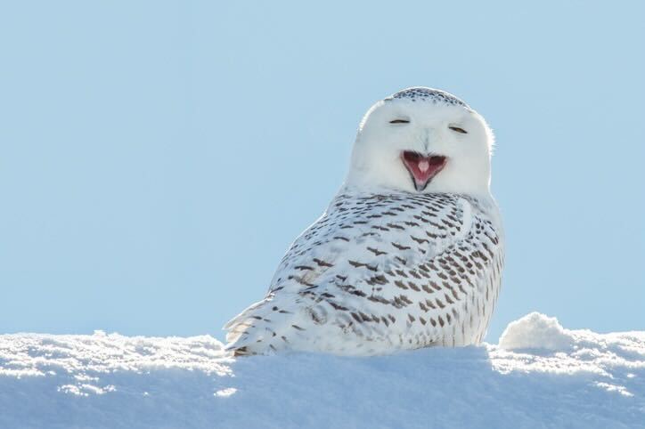 snowy owl