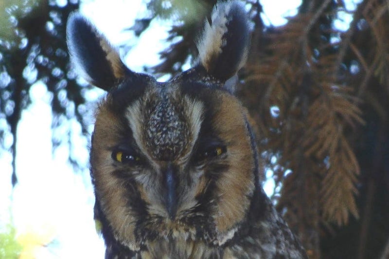 Long Eared Owl