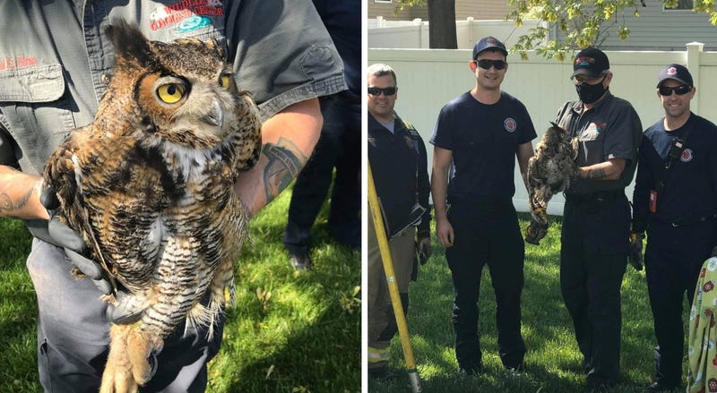 owl-rescue