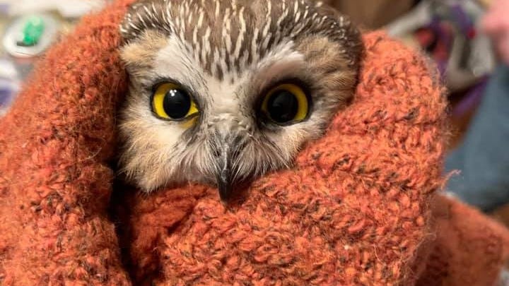 New children's book details Rockefeller Center Christmas tree owl's journey to NYC