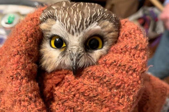 Owl