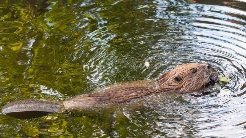 Glenview beaver