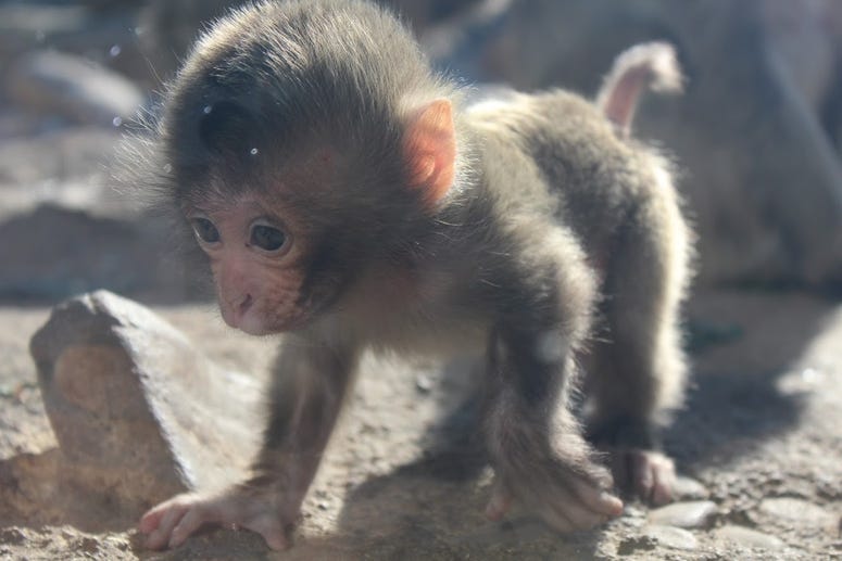 monkey