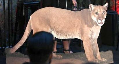 A photo of local cougar P-22 at "Meet Me In Australia" To Benefit Australia Wildlife Relief Efforts, hosted by The Greater Los Angeles Zoo Association at Los Angeles Zoo on March 08, 2020 in Los Angeles, California. 