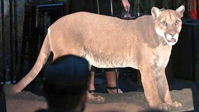 Wildlife experts set to examine famed P-22 mountain lion after it's captured