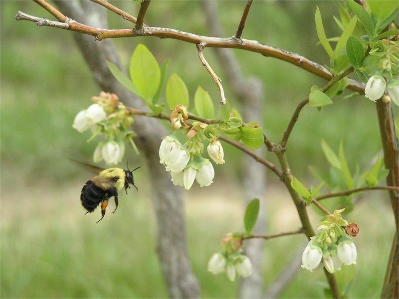 It's National Pollinator week, a time to focus on the creatures that do some heavy lifting - helping plants reproduce. They're in trouble and need our help.