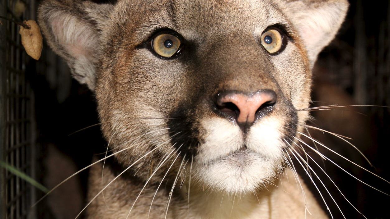 Mountain lion known as P-81 found dead of likely vehicle strike