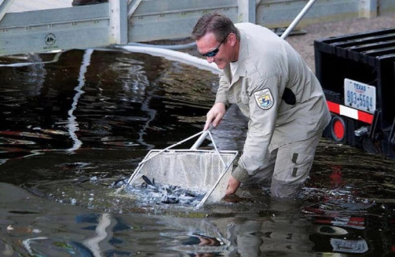 Prehistoric fish released into Texas lake