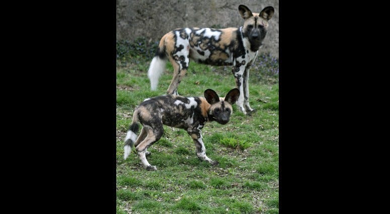 African painted dog puppy Kashyyyk
