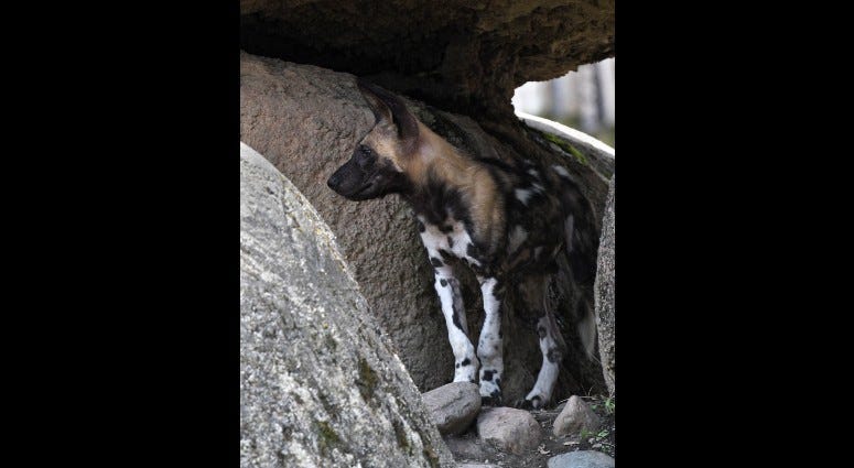 African Painted Dog Puppy at Brookfield Zoo