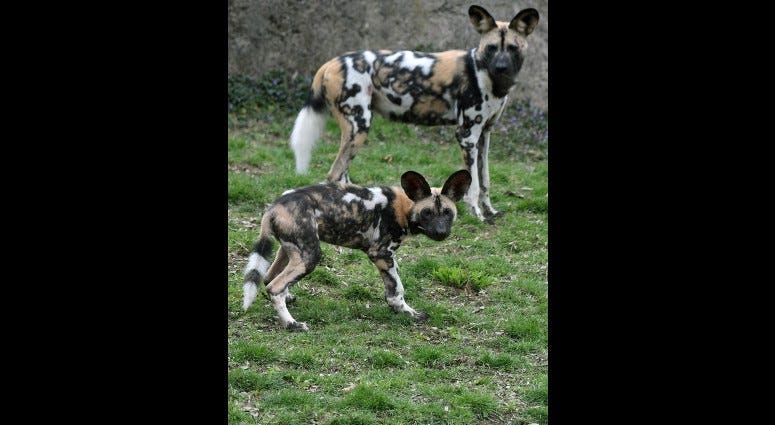 African Painted Dog Puppy at Brookfield Zoo