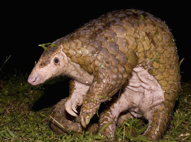 pangolin