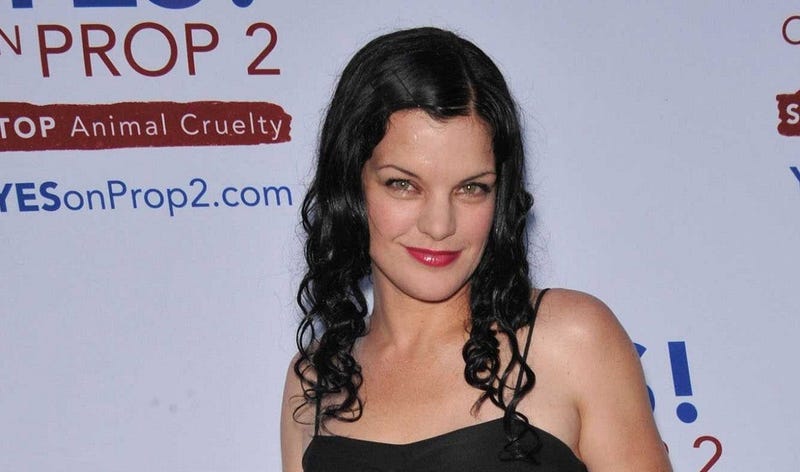 pauley_perrette