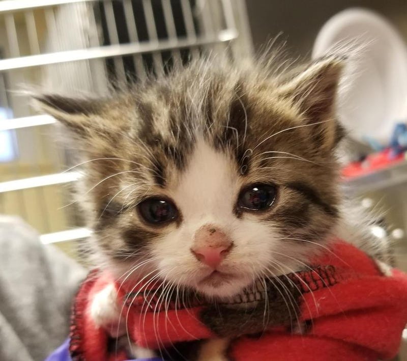 Pawfficer Badges