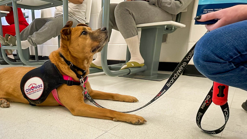 Dog at Brandywine Valley SPCA Paws for Change program