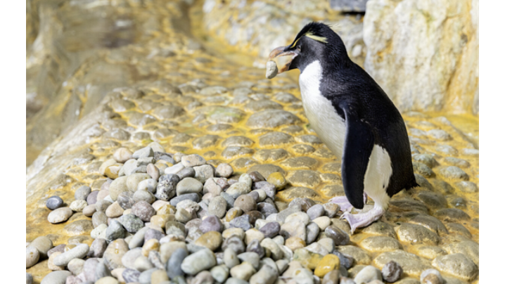 It's that time: Shedd penguins start building nests
