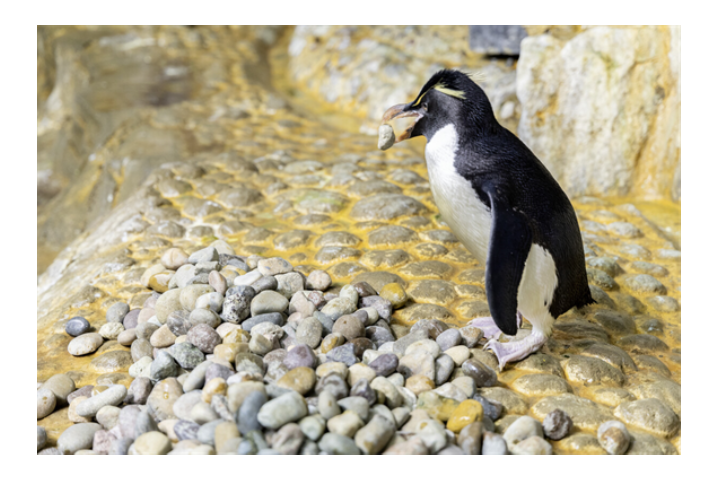 Penguin picks rock with its beak