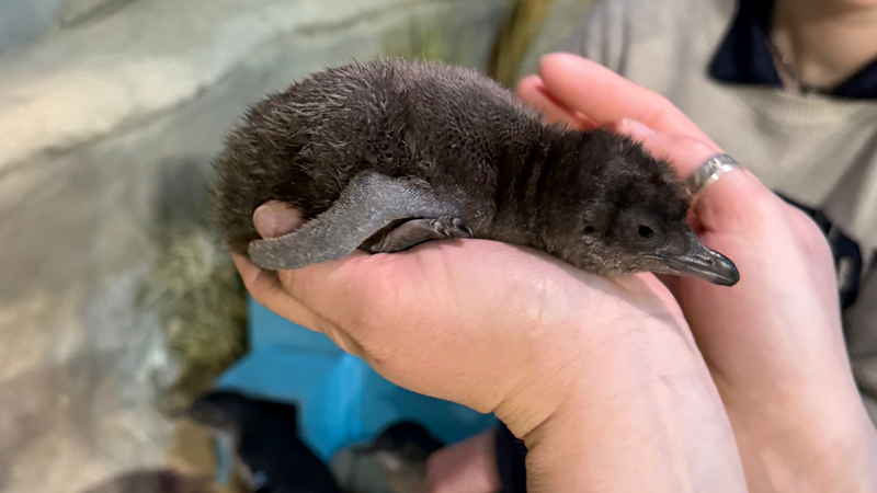 Adventure Aquarium’s newest blue penguin chick shares a birthday with its namesake, Saquon Barkley