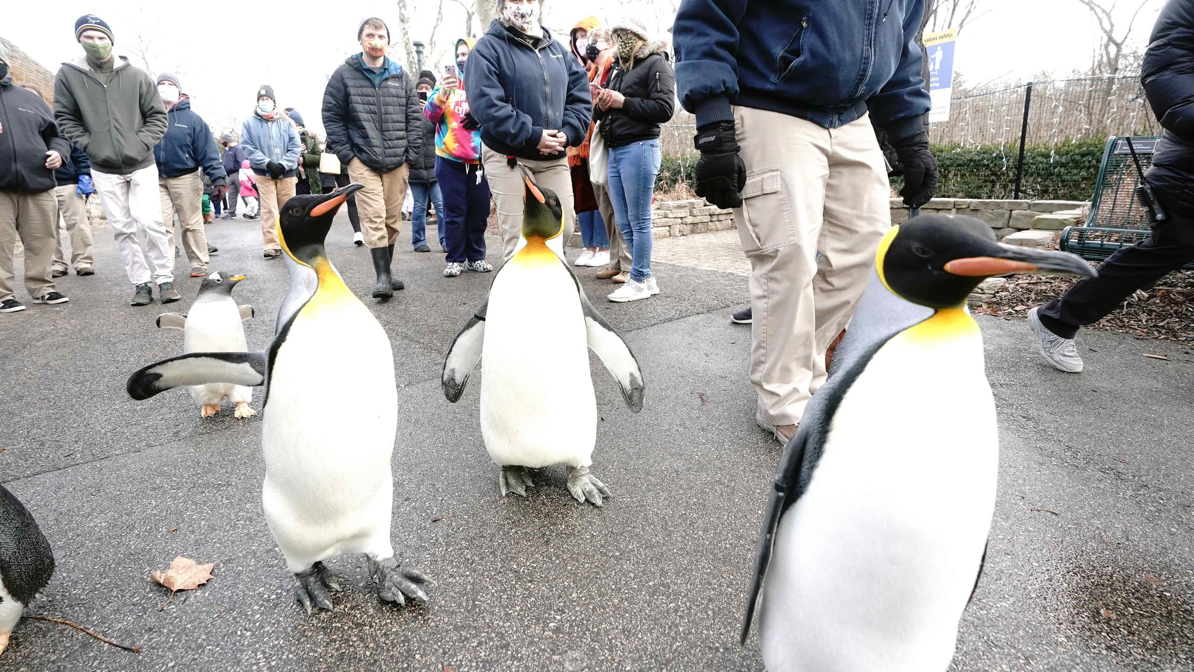 PHOTOS: Penguins take winter walk amid St. Louis Zoo guests