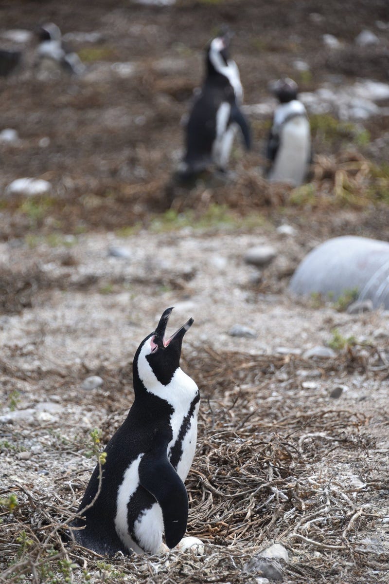 Penguins