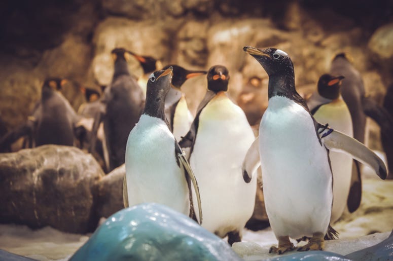 Penguins
