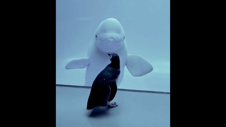 Penguins Take Another Field Trip Around Shedd Aquarium - This Time Meeting Beluga Whales