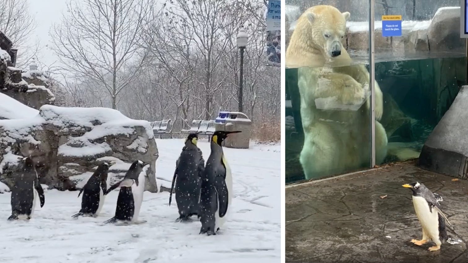 WATCH: Saint Louis Zoo penguins take snowy walk, visit polar, grizzly bears