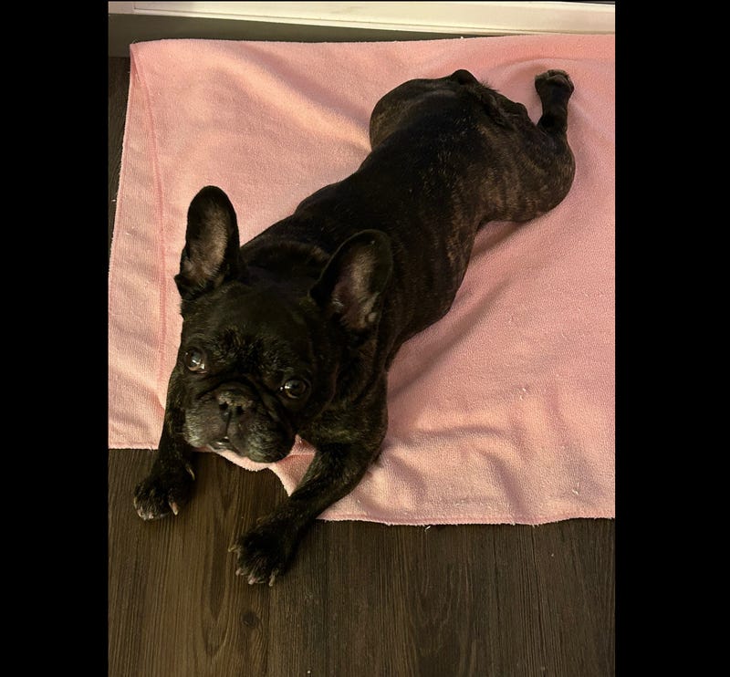 French bulldog