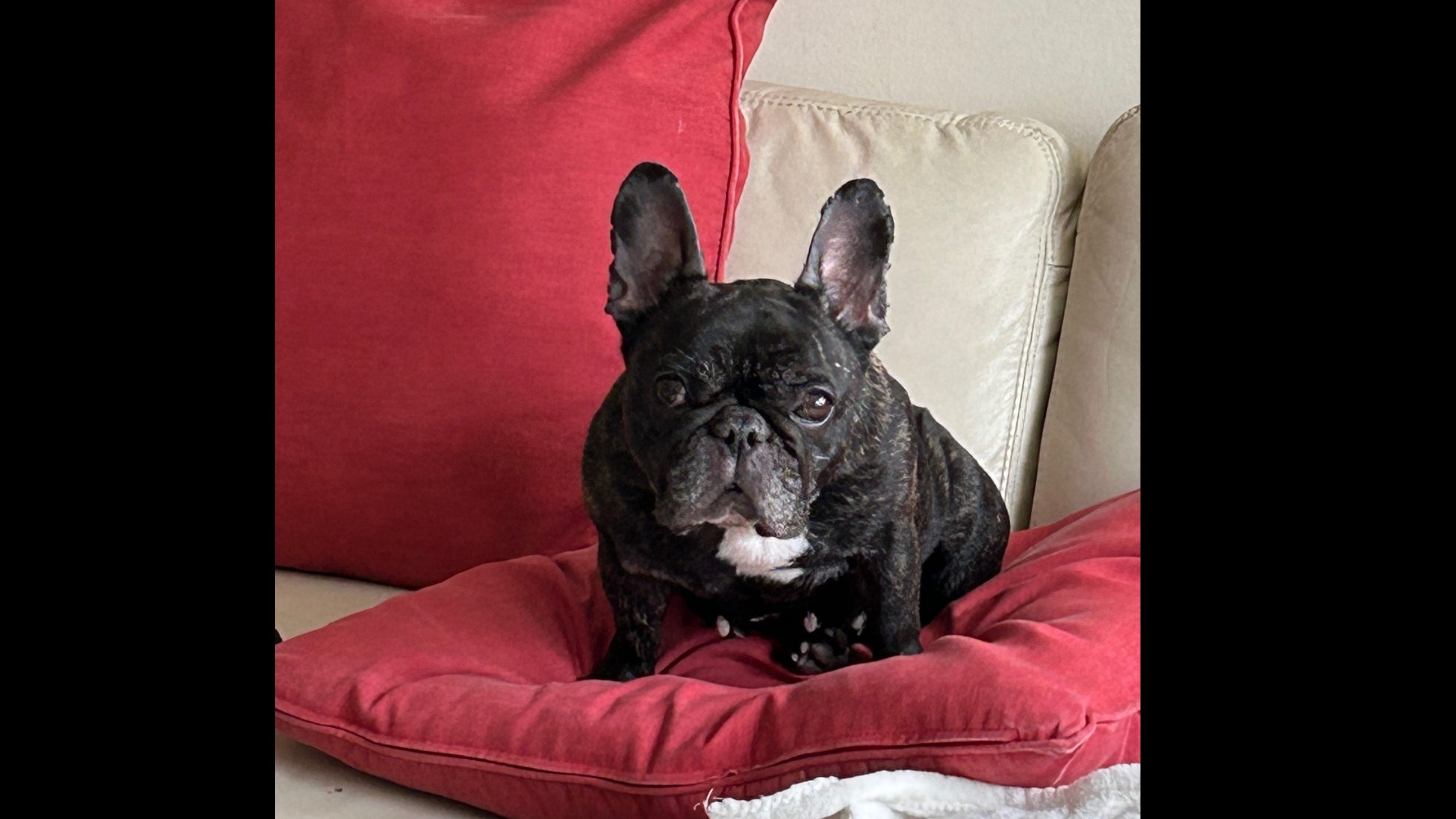 Gunman knocks down 64-year-old woman, steals her French bulldog
