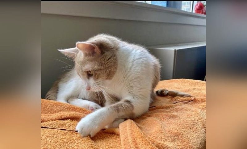 Peppy the cat