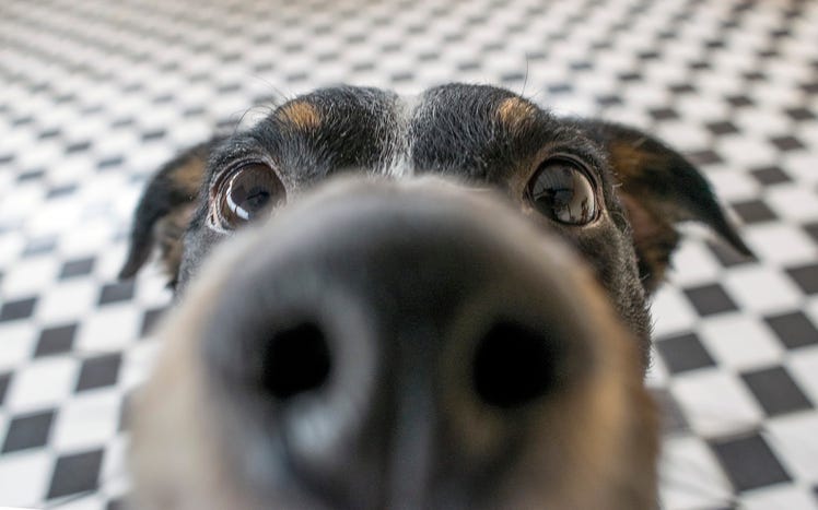 perro