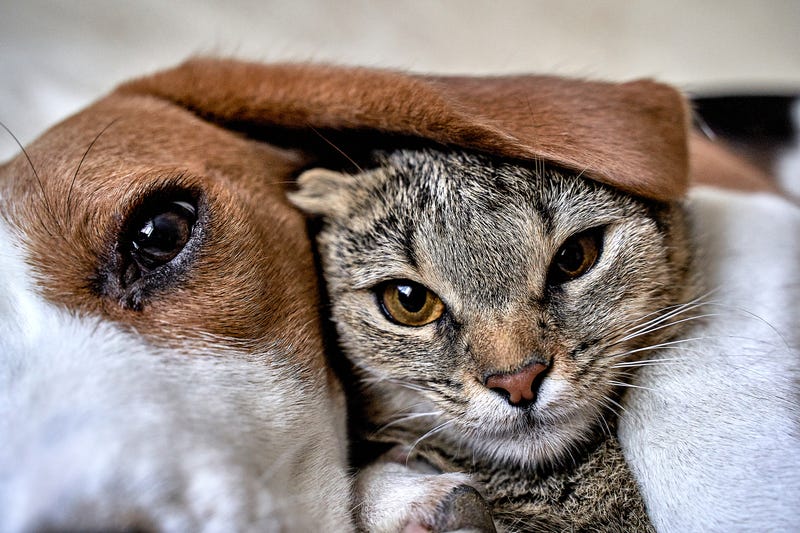dogs and cats
